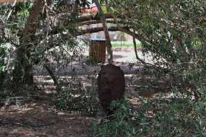 carrick hill 2014 (34)